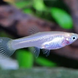 Endler Guppy Weibchen (Poecilia wingei) Letzte Chance